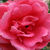 Fialová - Anglická ruža - William Shakespeare 2000